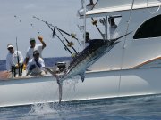 Jarrett Bay 58