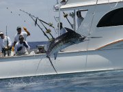 Jarrett Bay 58