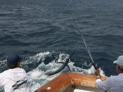 Jarrett Bay 70