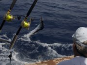 Jarrett Bay 70