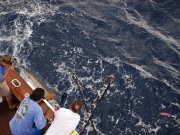 Jarrett Bay 55
