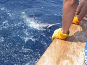 Jarrett Bay 55