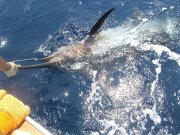 Jarrett Bay 55
