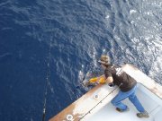 Jarrett Bay 55