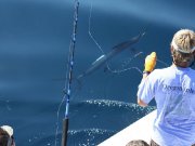 Jarrett Bay 55