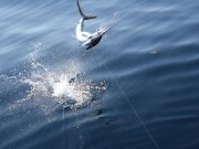 Jarrett Bay 55