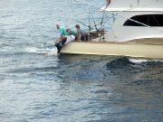 Jarrett Bay 55