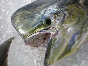 Jarrett Bay 55