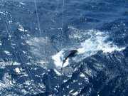 Jarrett Bay 58