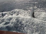 Jarrett Bay 53