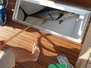 Jarrett Bay 53