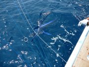 Jarrett Bay 53