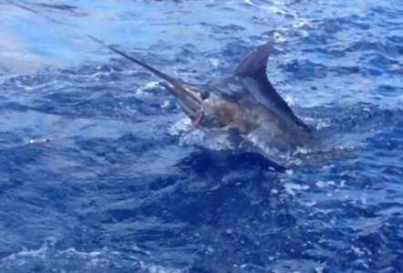 blue marlin release