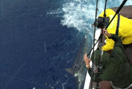 blue marlin release