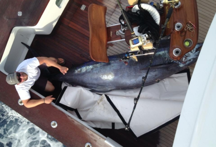 Whoo Dat - 705 lbs blue marlin