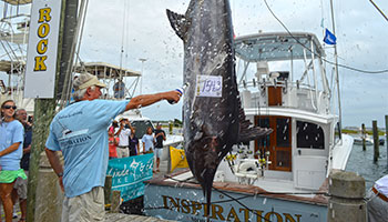 Largest Blue Marlin