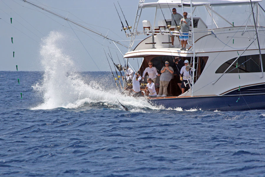 Abacos marlin