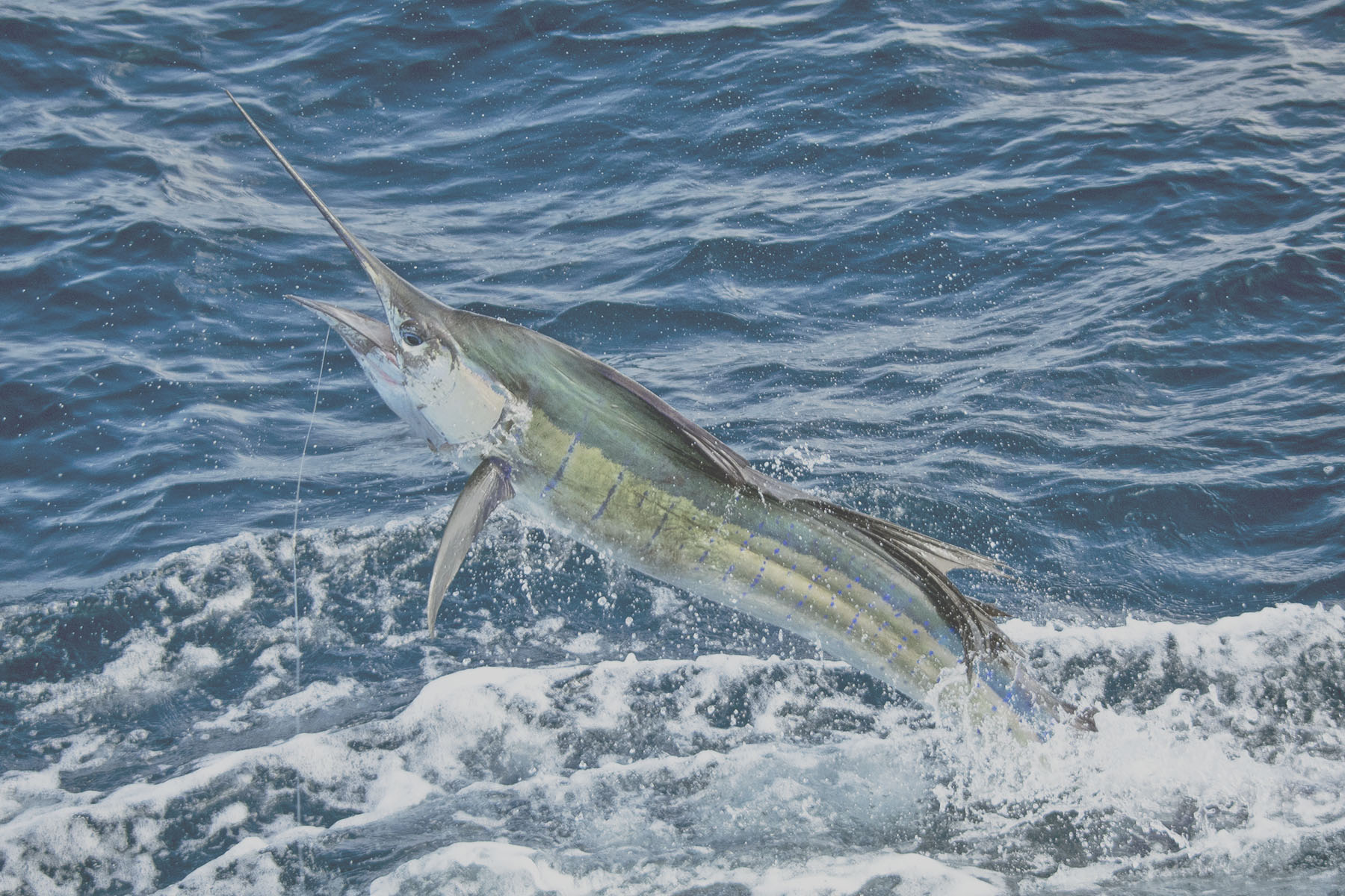 fish out of water_opaque Jarrett Bay Boatworks