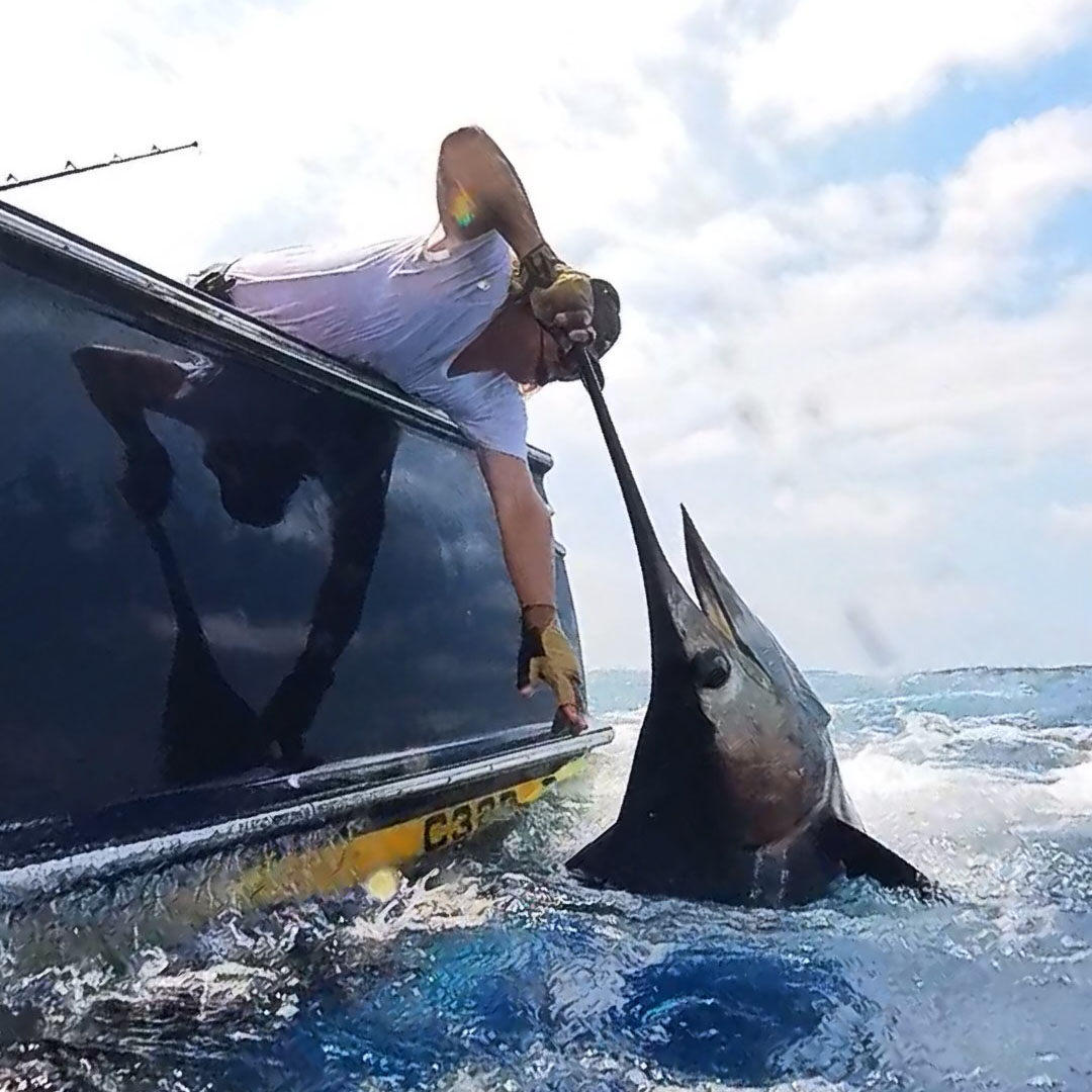 Iron Leader blue marlin release